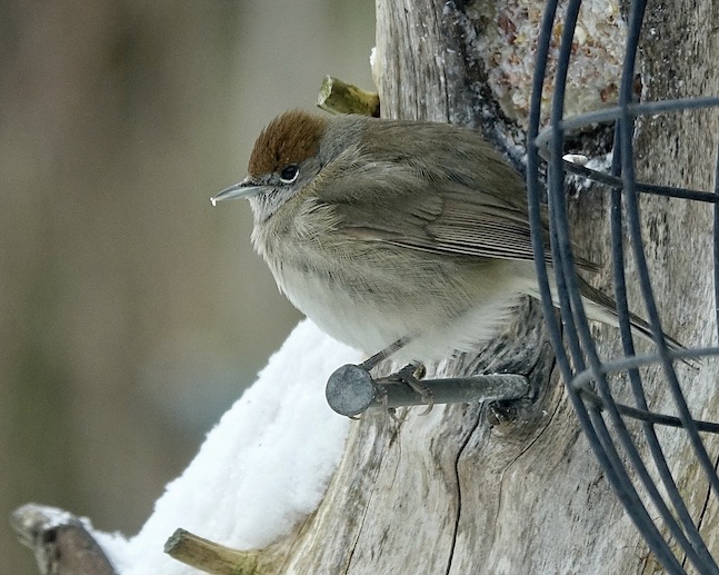 blackcap